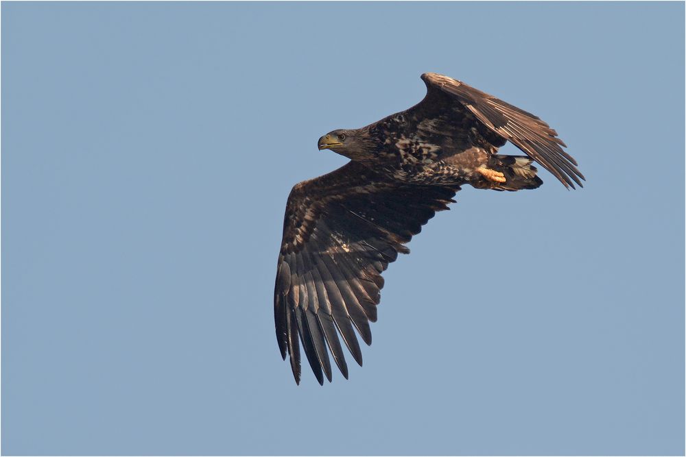 Seeadler