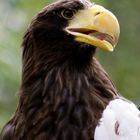 Seeadler