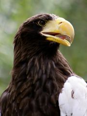 Seeadler