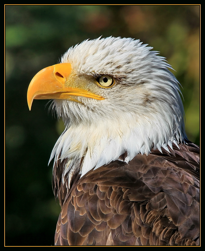 Seeadler