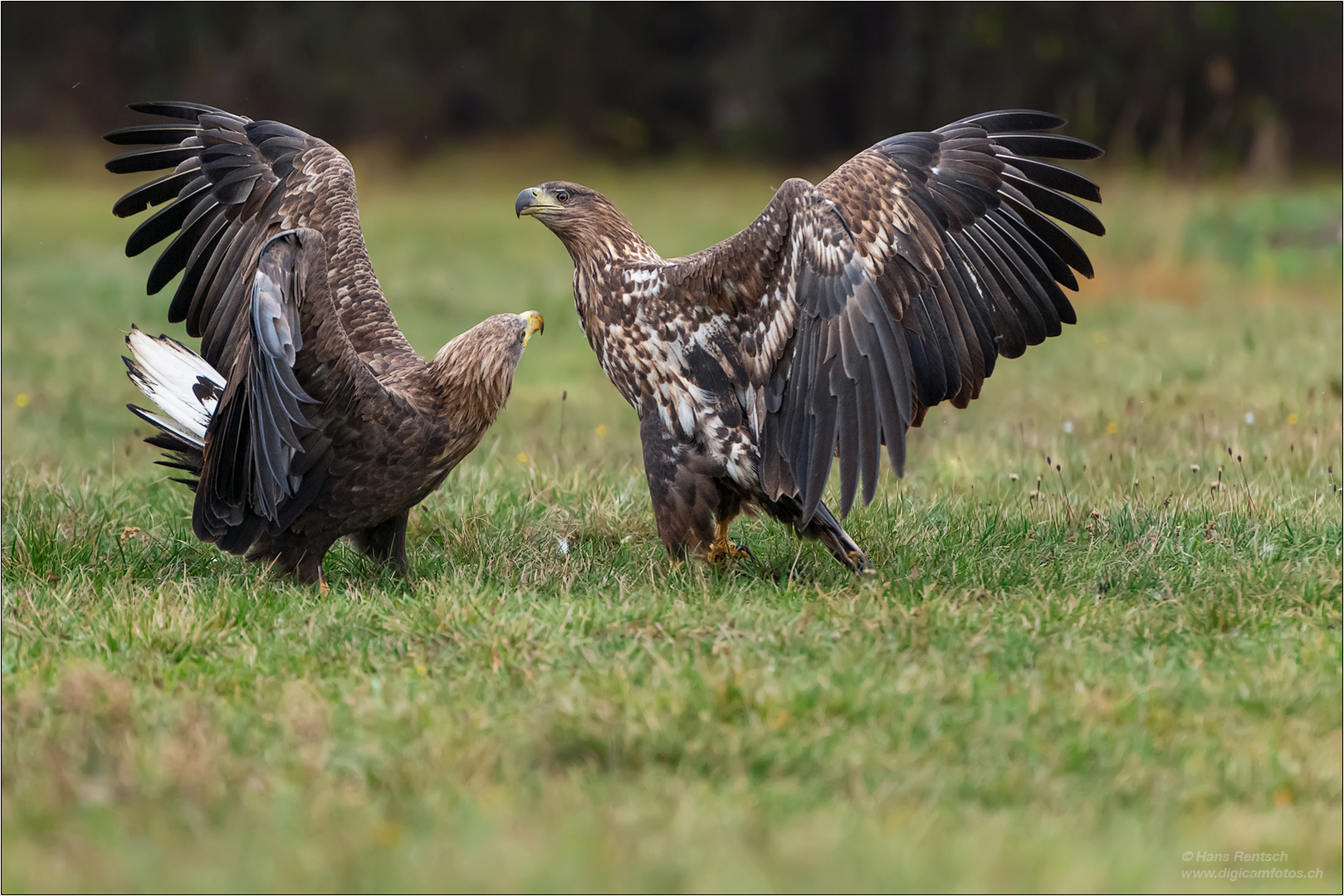 Seeadler