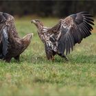 Seeadler