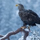 Seeadler