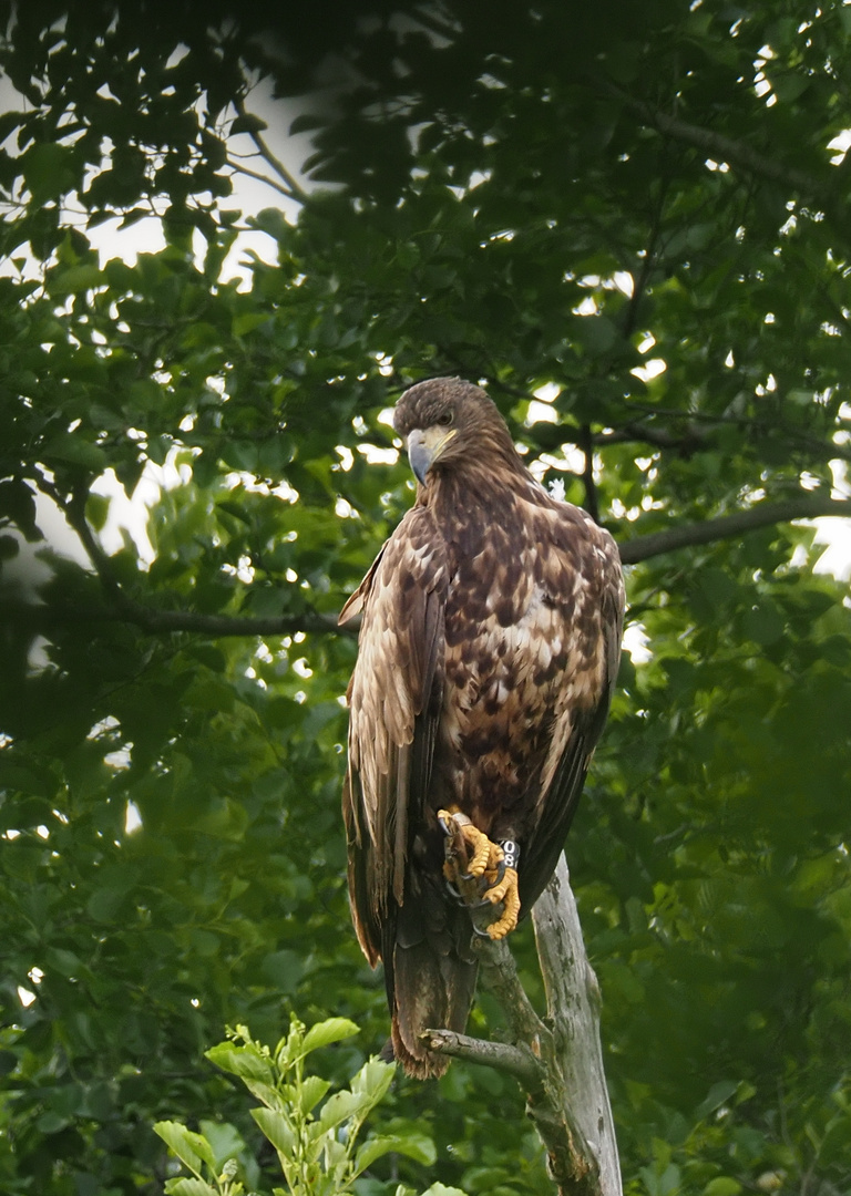 Seeadler