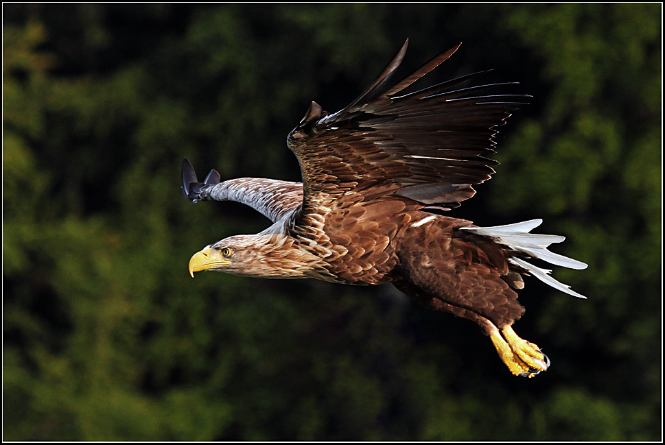 Seeadler