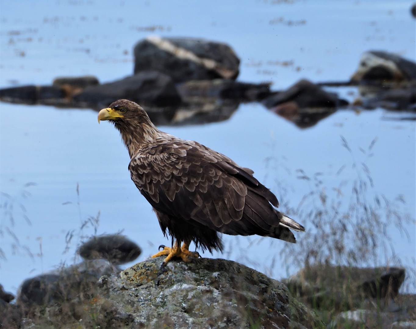 Seeadler 