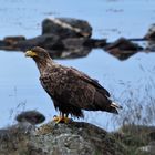 Seeadler 