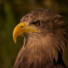 Seeadler