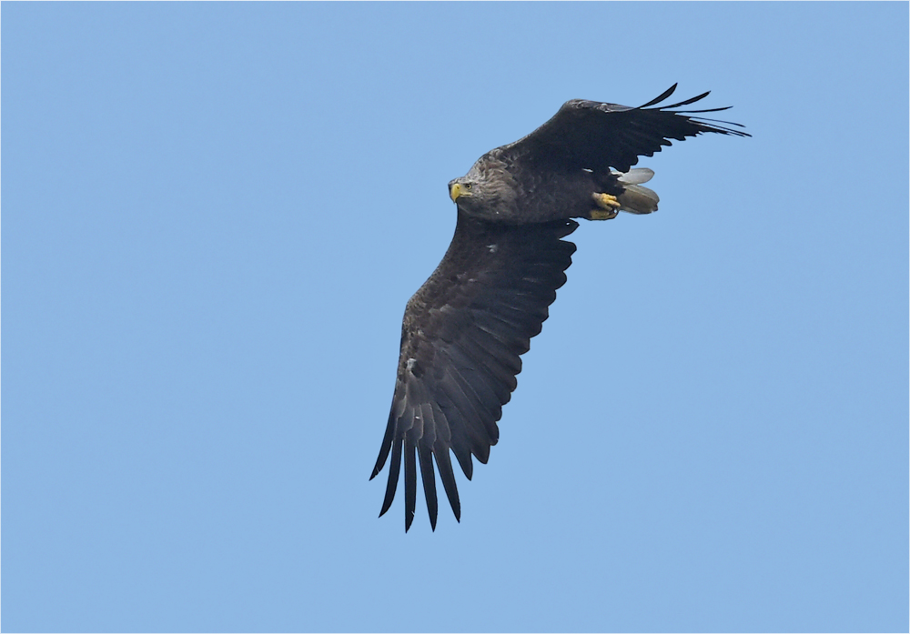 Seeadler