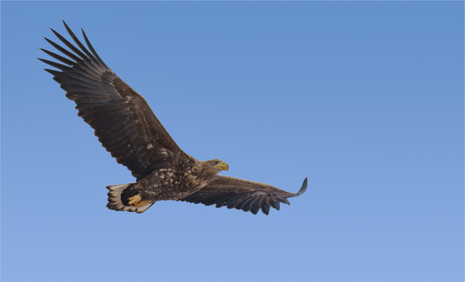 Seeadler