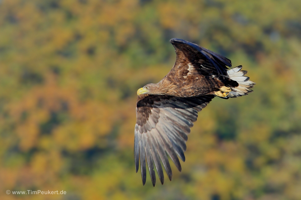 Seeadler