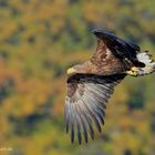 Seeadler