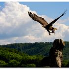 Seeadler