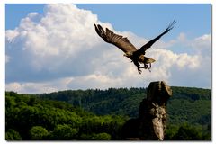 Seeadler