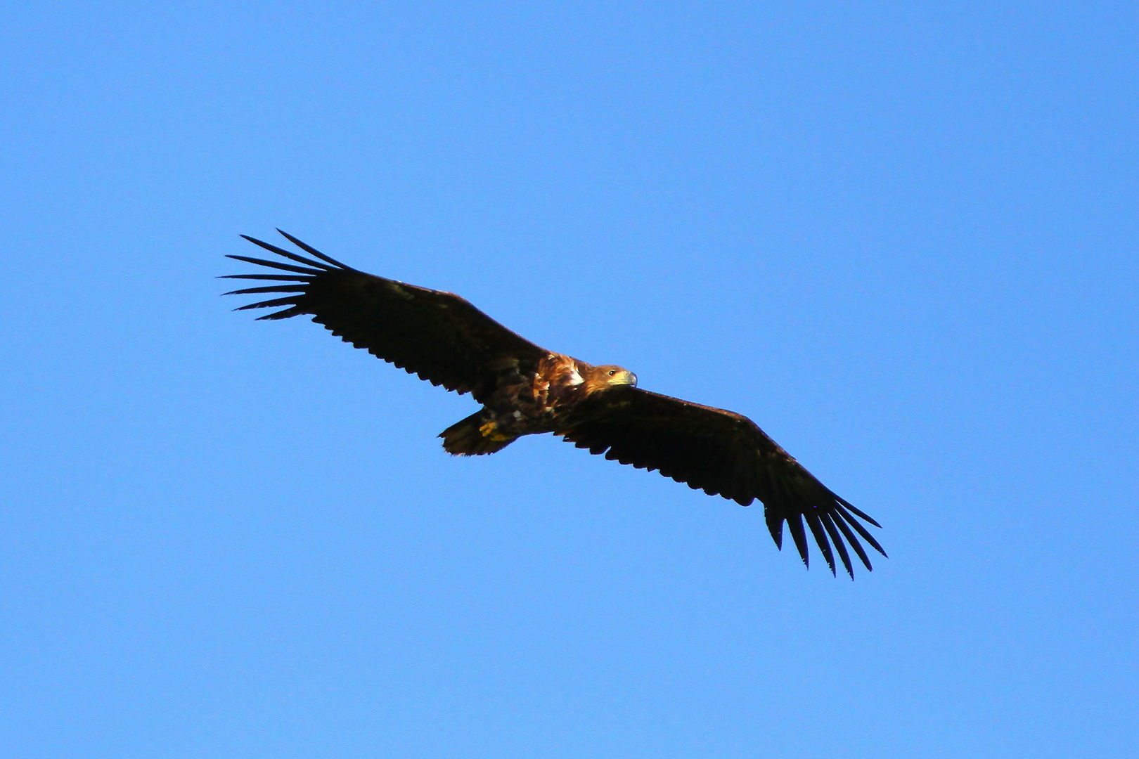 Seeadler