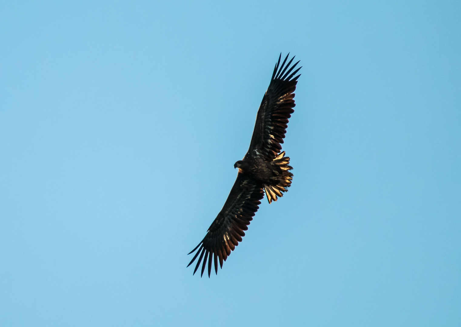 Seeadler