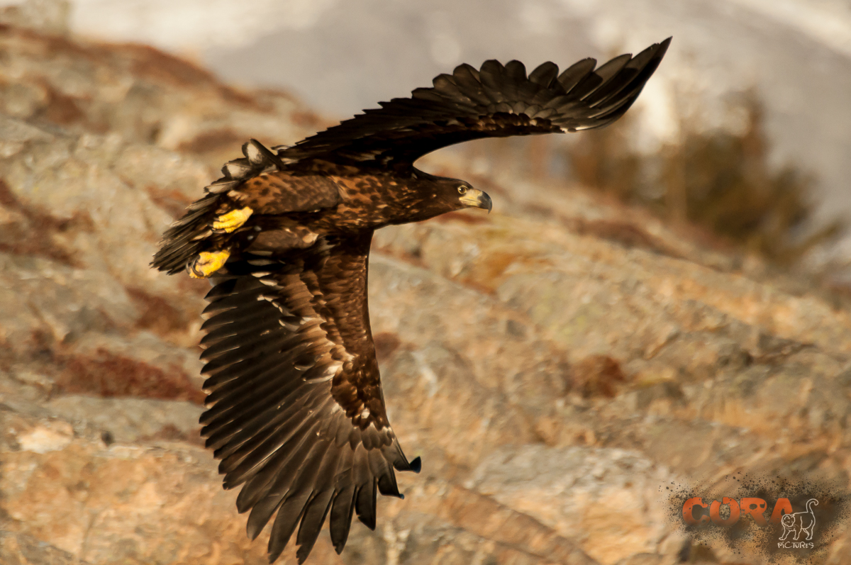 Seeadler