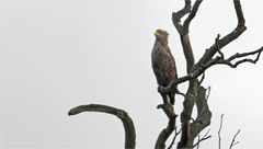 Seeadler 