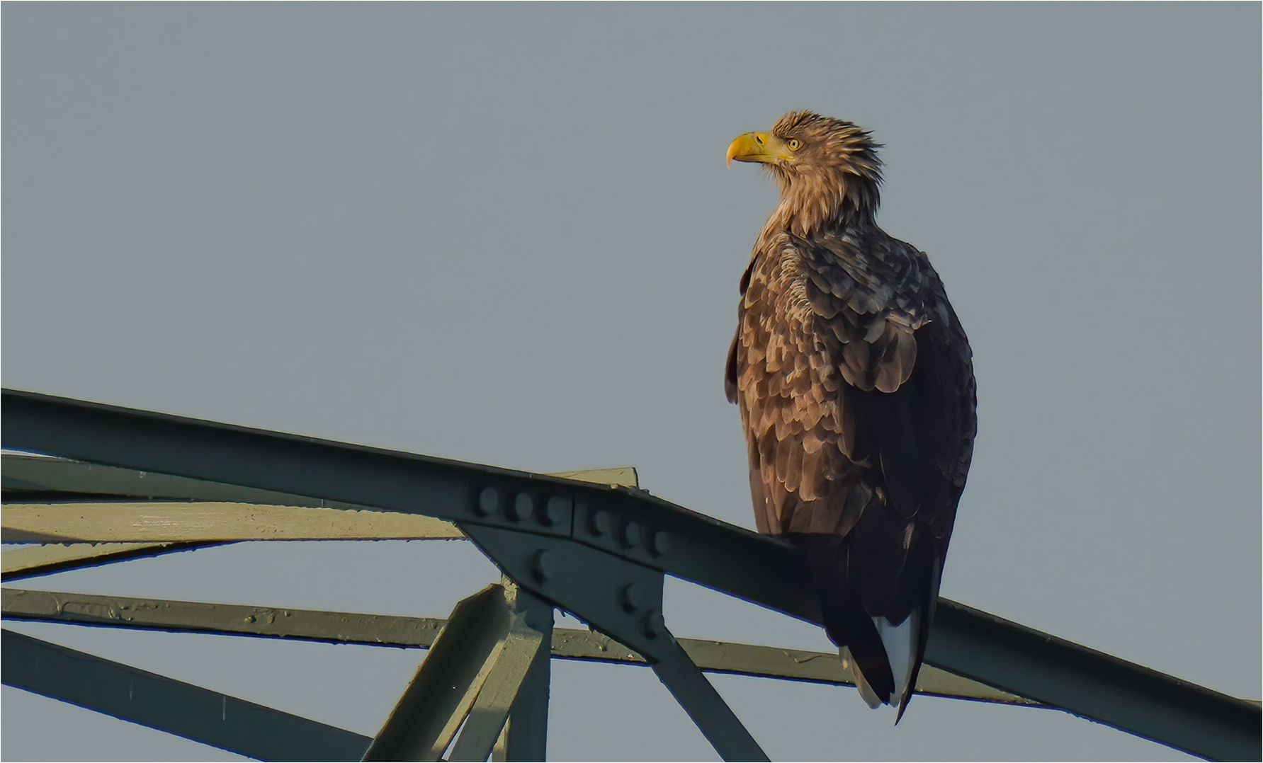 Seeadler