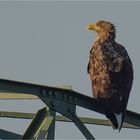 Seeadler