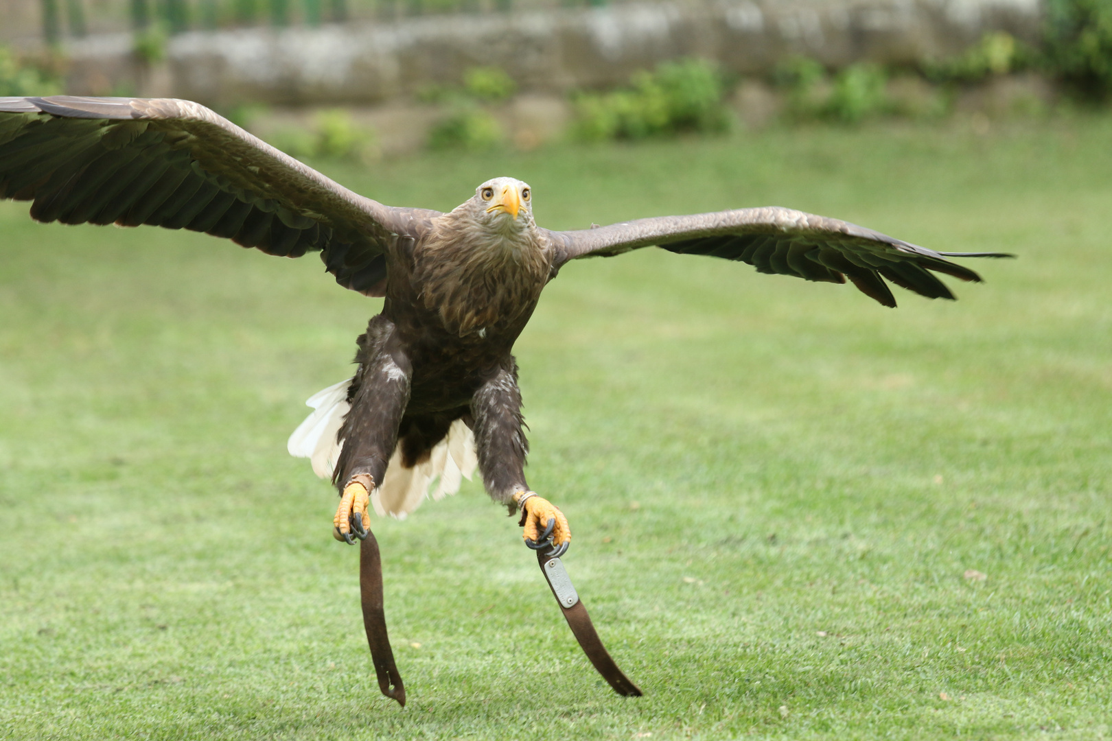 Seeadler