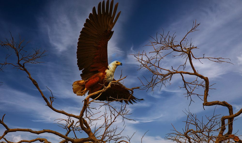 Seeadler