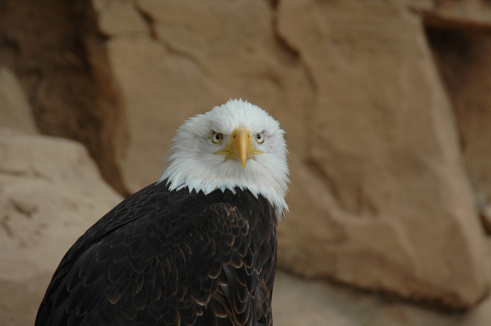 Seeadler