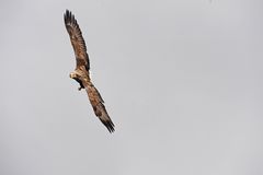 Seeadler