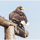 Seeadler 