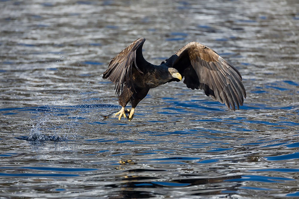 Seeadler