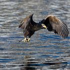 Seeadler