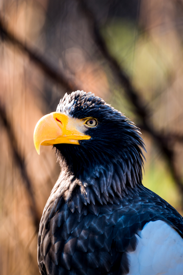 Seeadler