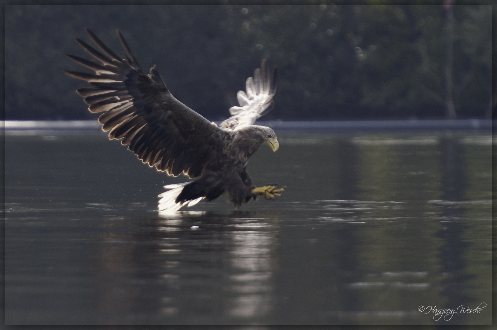 Seeadler