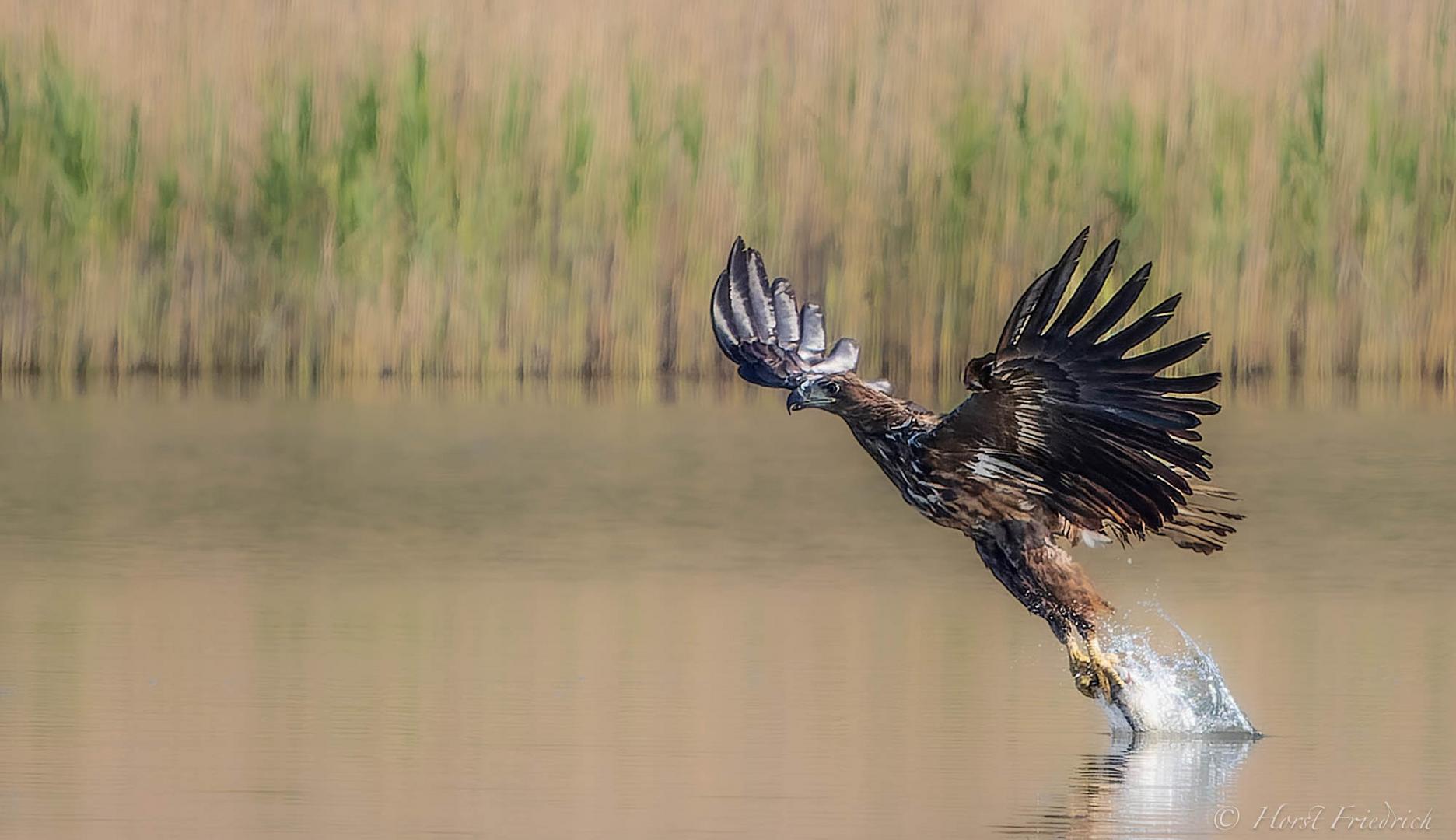 Seeadler