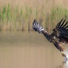 Seeadler