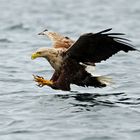 Seeadler