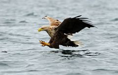 Seeadler