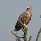 Seeadler