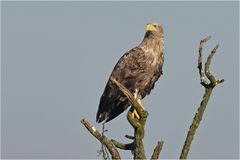 Seeadler