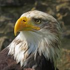 Seeadler