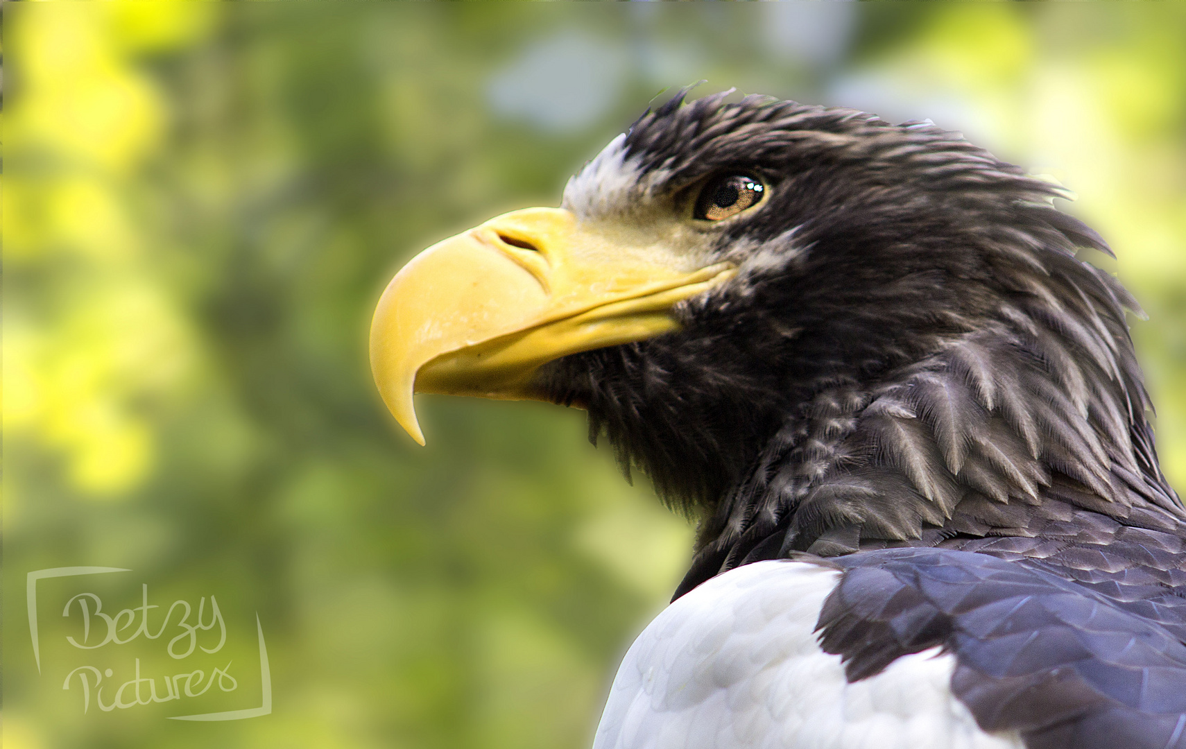 Seeadler