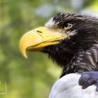 Seeadler