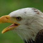 Seeadler