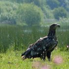 Seeadler (8)