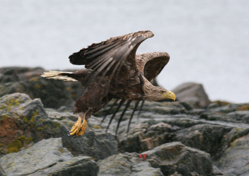 Seeadler