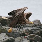 Seeadler