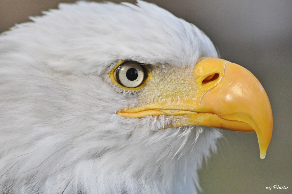 Seeadler