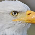 Seeadler