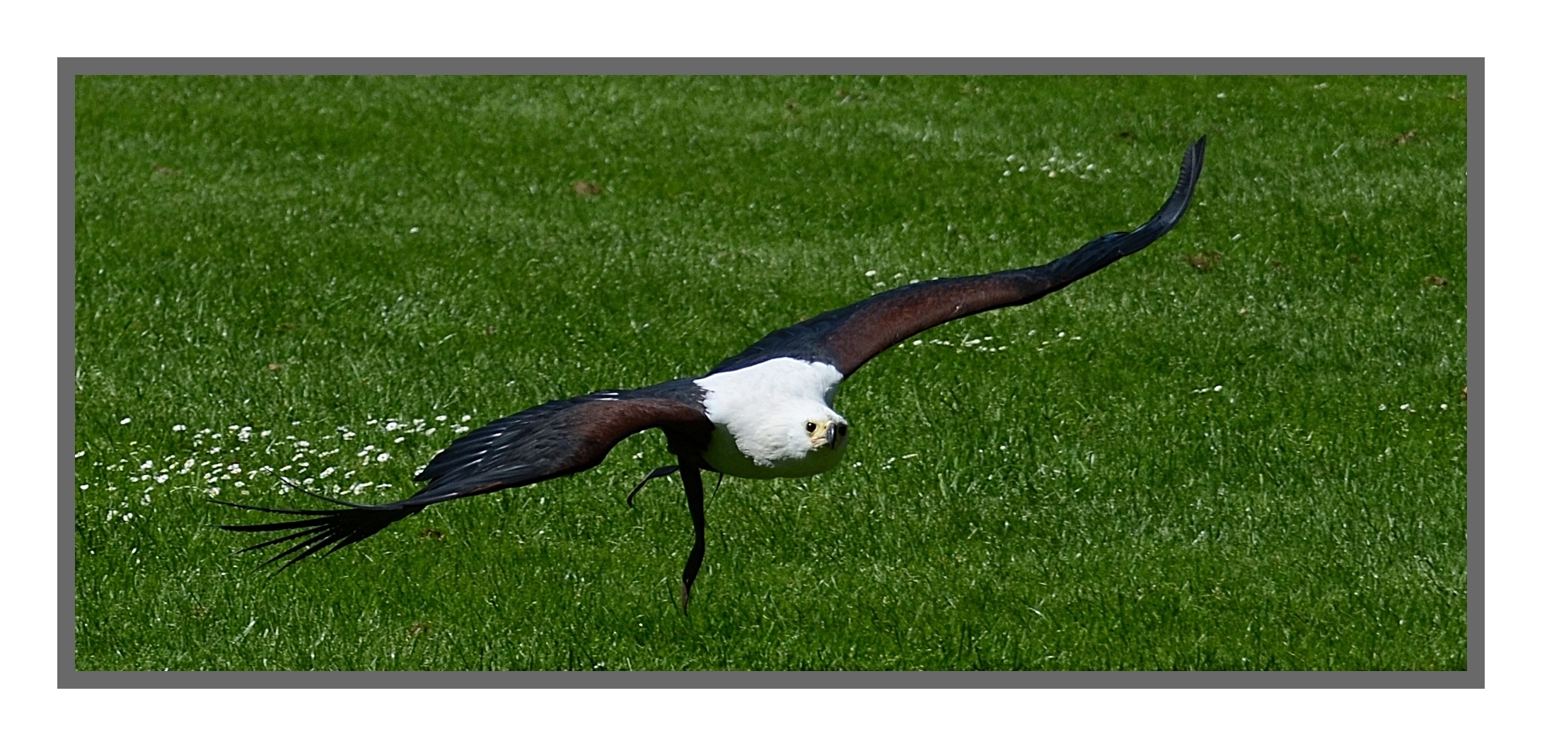 seeadler