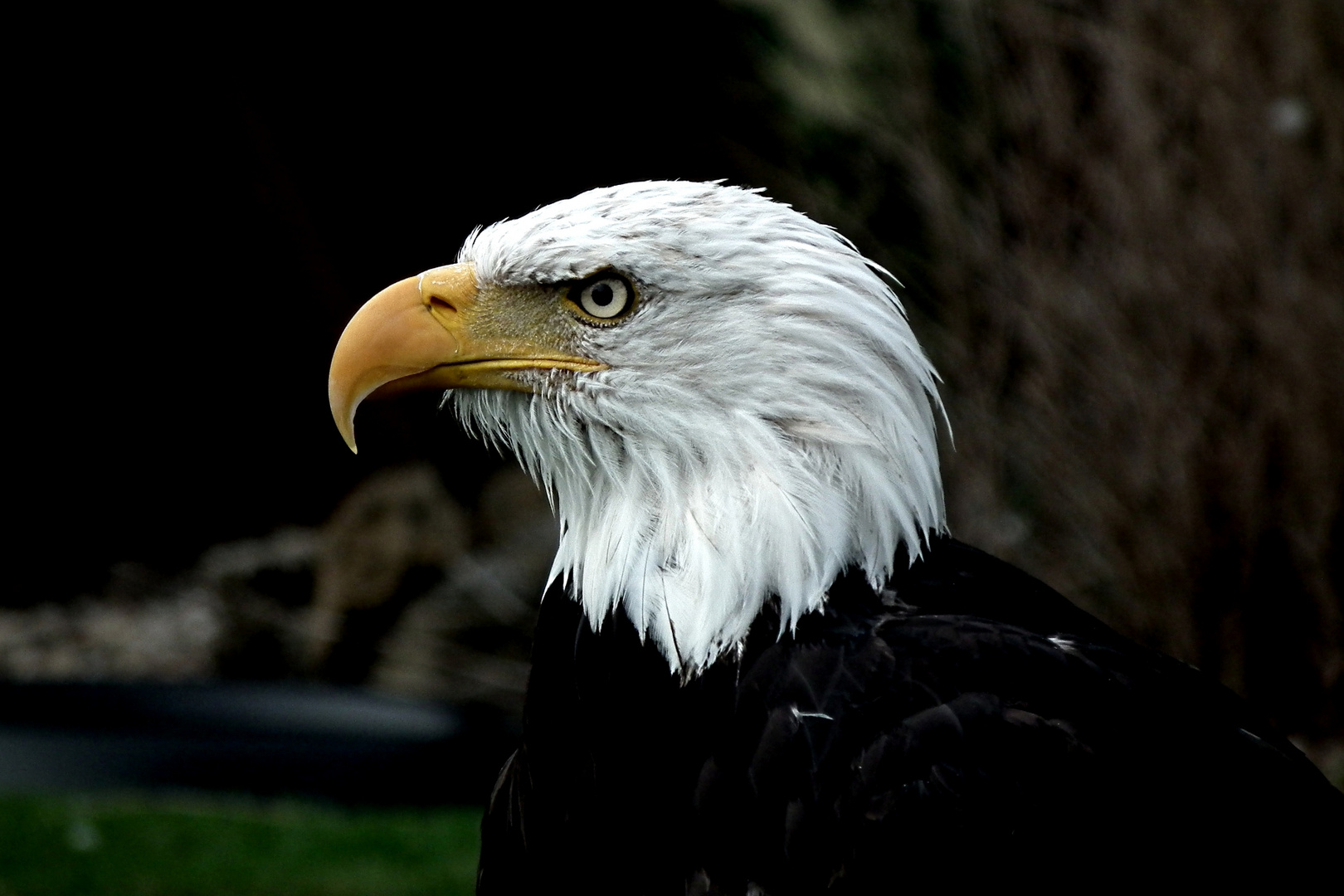 Seeadler